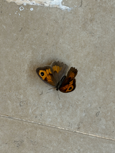Meadow Brown