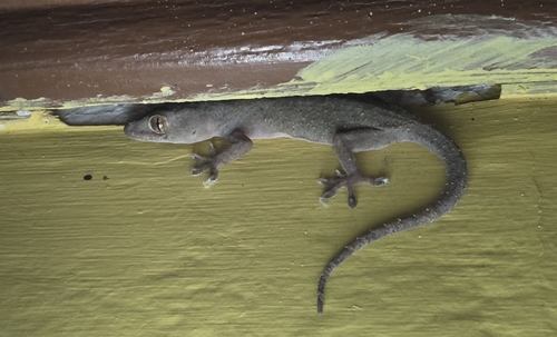 Tropical House Gecko