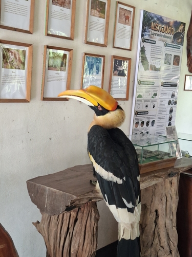 Great Hornbill