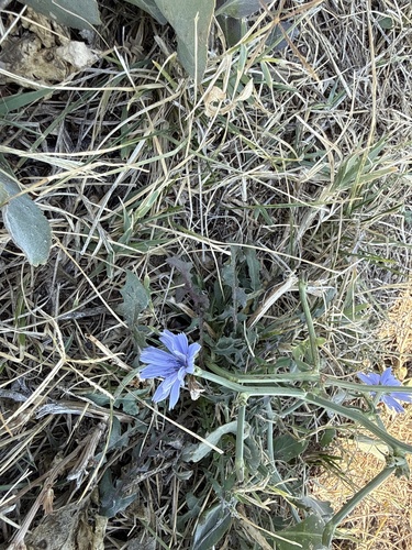 chicory