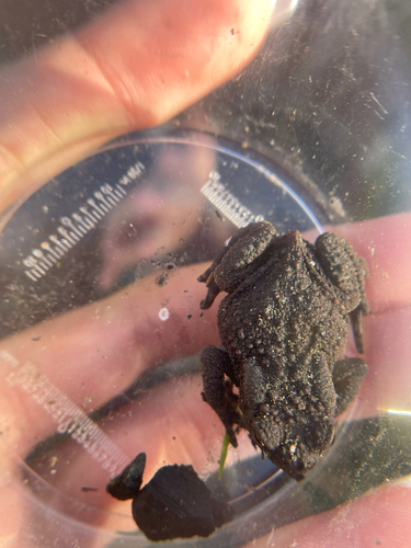 European Toad