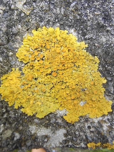 Common Sunburst Lichen