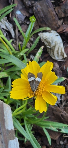 Asian Magpie Moth