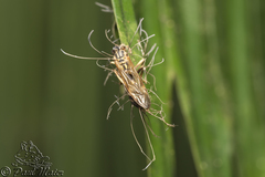 Ophiocordyceps humbertii image