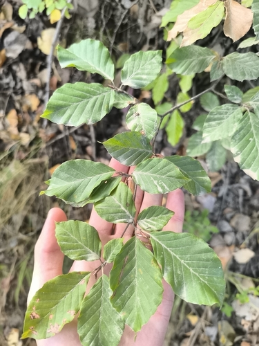 European beech