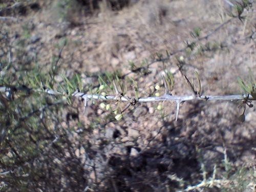 Mediterranean buckthorn