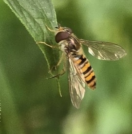 Marmalade Hover Fly