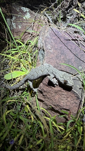 Southern Spiny-tailed Gecko