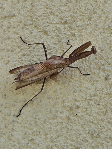 European Mantis