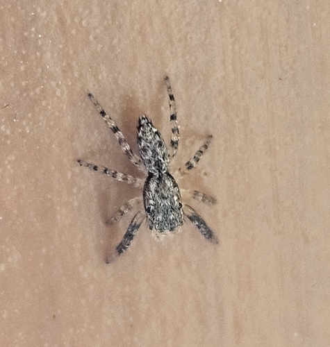 Fencepost jumping spider