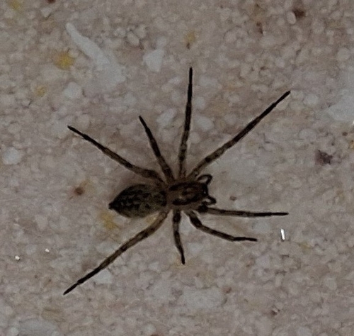 garden ghost spider