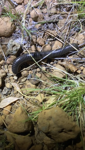Black Round Millipede