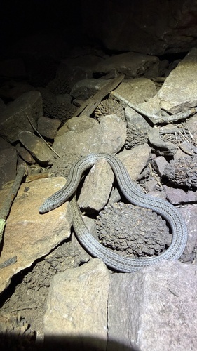 Burton's Legless Lizard