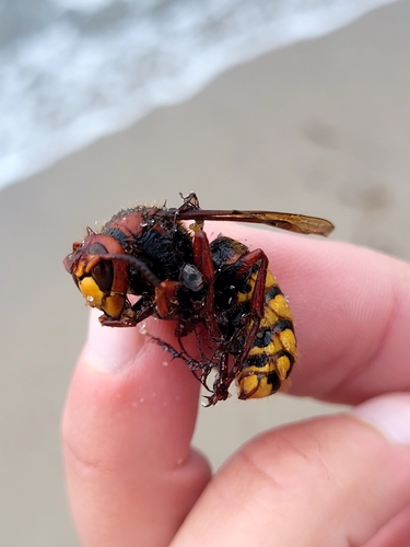 European Hornet