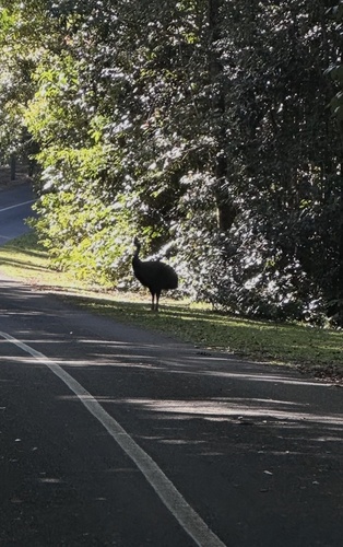 Southern Cassowary