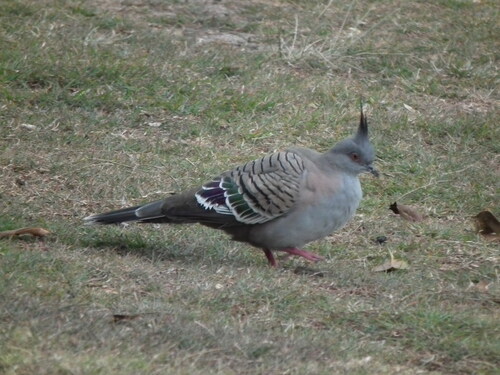 Crested Pigeon