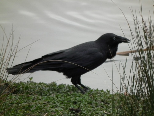 Australian Raven