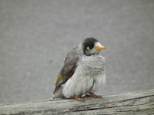 Noisy Miner