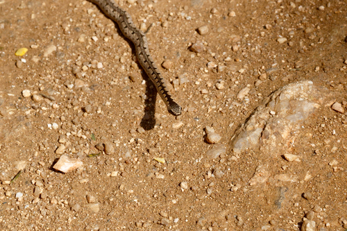 Mopane Snake