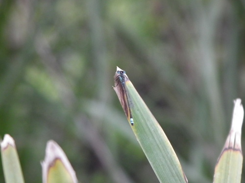 Australian Bluetail