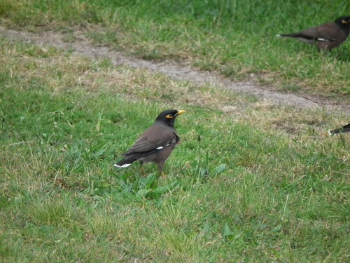 Common Myna