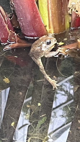 Asian Common Toad