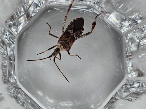Western Conifer Seed Bug