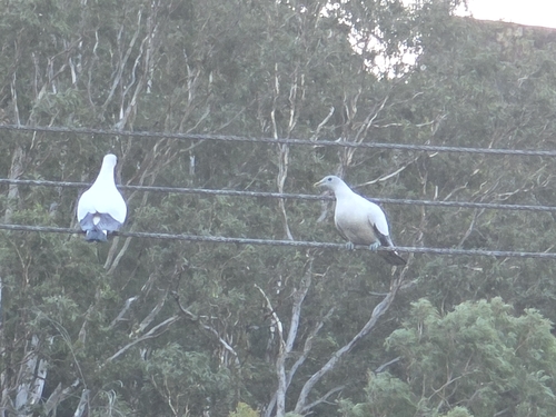 Torresian Imperial Pigeon