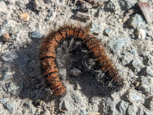 Fox Moth