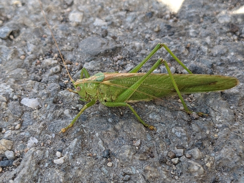 Great Green Bush-cricket