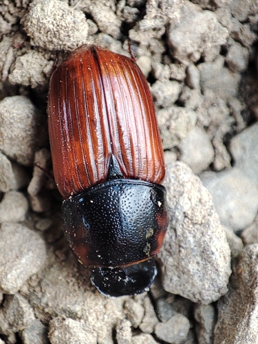 Coprimorphus scrutator