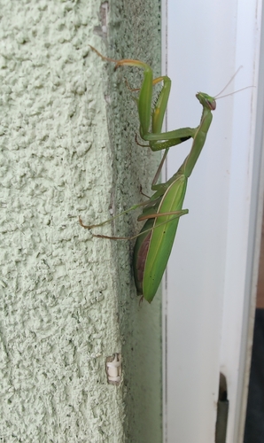 European Mantis