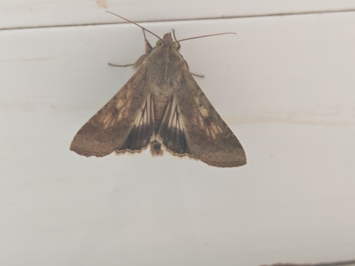 Cotton Bollworm Moth