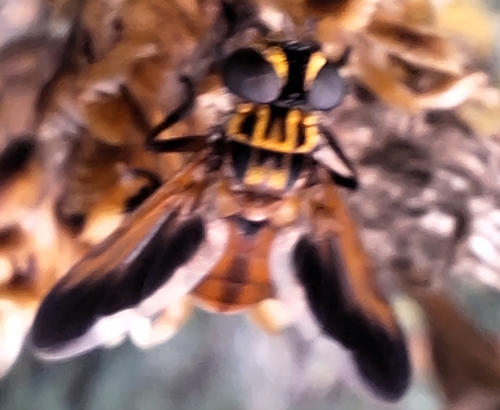Trichopoda pictipennis