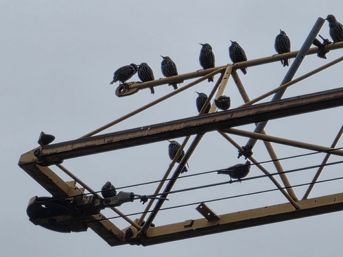 European Starling