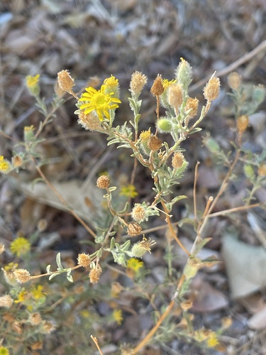 Shrubby Fleabane