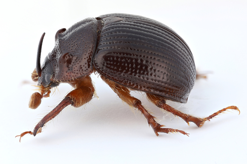 horned dor beetle