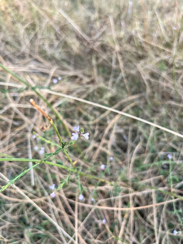 Common vervain