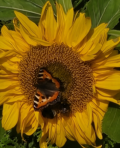 Small Tortoiseshell