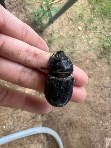 Coconut Rhinoceros Beetle
