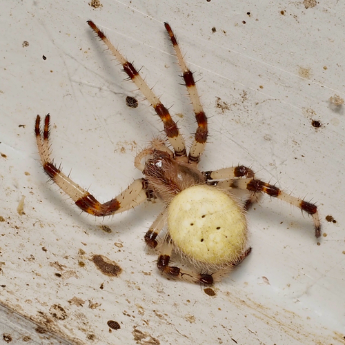 Shamrock Orbweaver