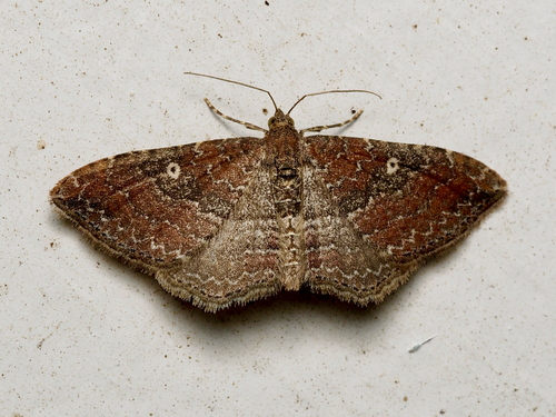 Gem Moth