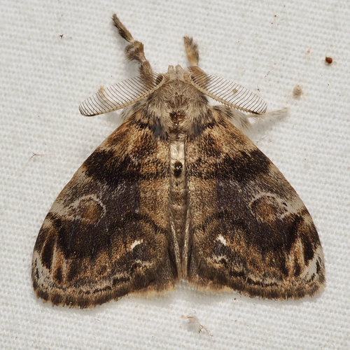 Definite Tussock Moth