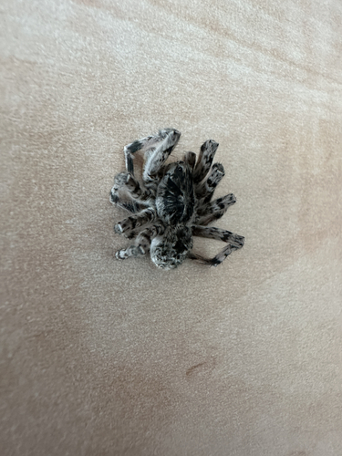 Lycosa singoriensis