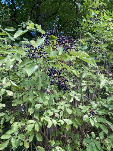 European black elderberry