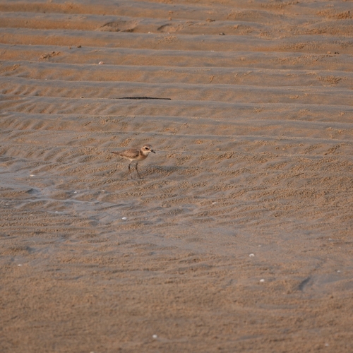Tibetan Sand-Plover