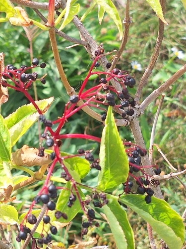 European black elderberry