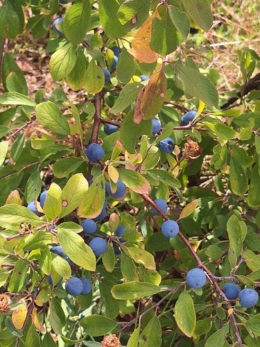 Blackthorn