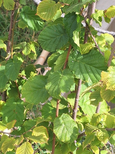 common hazel