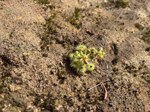 Pimpernel sundew